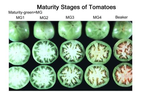 Tomato Maturity Stages